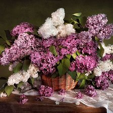 Cross stitch pattern: #893229