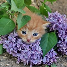 Cross stitch pattern: #893534