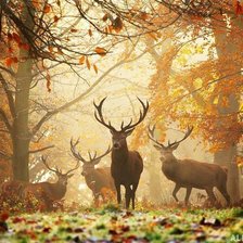 Cross stitch pattern: #893636