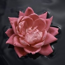 Cross stitch pattern: #894073