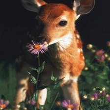 Cross stitch pattern: #894089
