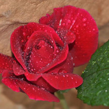 Cross stitch pattern: #894606