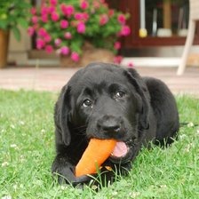 Cross stitch pattern: #895422