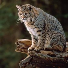 Cross stitch pattern: #896211
