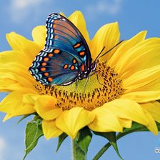 Cross stitch pattern: #896418