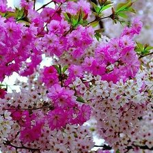 Cross stitch pattern: #897339