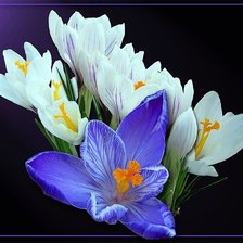 Cross stitch pattern: #897348