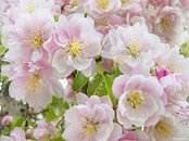 Cross stitch pattern: #897362