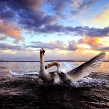 Cross stitch pattern: #897788