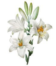 Cross stitch pattern: #897877