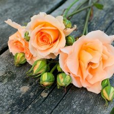 Cross stitch pattern: #898799