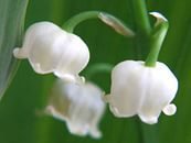 Cross stitch pattern: #898921