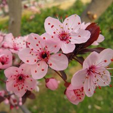 Cross stitch pattern: #898966