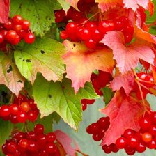 Cross stitch pattern: #899002