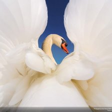 Cross stitch pattern: #899162