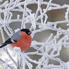 Cross stitch pattern: #899627