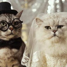 Cross stitch pattern: #900221