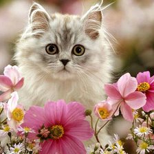 Cross stitch pattern: #901332