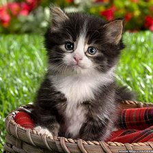 Cross stitch pattern: #901355