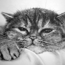 Cross stitch pattern: #901505