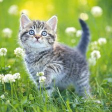 Cross stitch pattern: #902721