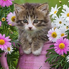 Cross stitch pattern: #903030