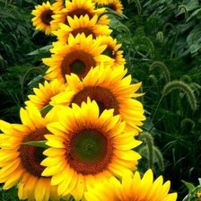 Cross stitch pattern: #903259