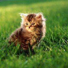 Cross stitch pattern: #903426