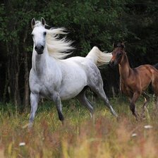 Cross stitch pattern: #903427
