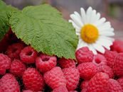 Cross stitch pattern: #903735