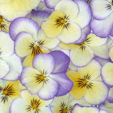 Cross stitch pattern: #903845