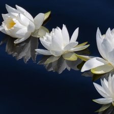 Cross stitch pattern: #903908