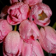 Cross stitch pattern: #904057