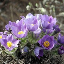 Cross stitch pattern: #904623