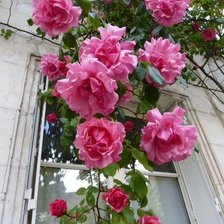 Cross stitch pattern: #904839