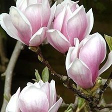 Cross stitch pattern: #905426