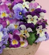 Cross stitch pattern: #908507