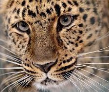 Cross stitch pattern: #910323