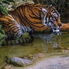 Cross stitch pattern: #911863