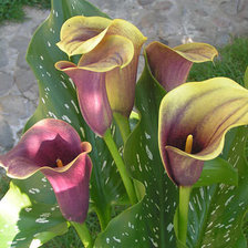 Cross stitch pattern: #912134