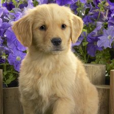 Cross stitch pattern: #912892