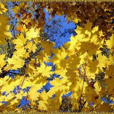 Cross stitch pattern: #914000