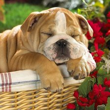Cross stitch pattern: #917283
