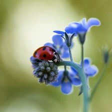Cross stitch pattern: #918315