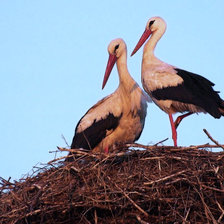 Cross stitch pattern: #918454