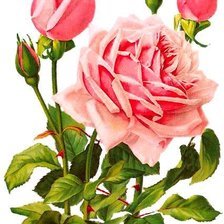 Cross stitch pattern: #921382