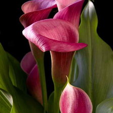 Cross stitch pattern: #924148