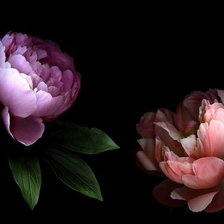 Cross stitch pattern: #924227