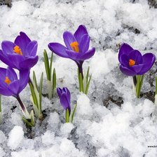 Cross stitch pattern: #926736