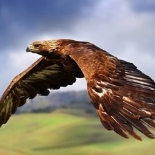 Cross stitch pattern: #926742